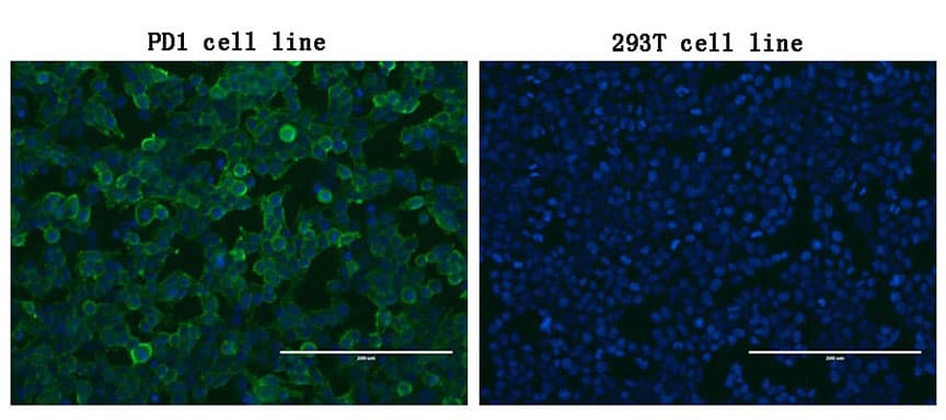 PDCD1 / CD279 / PD-1 Antibody (clone OTI6F5)