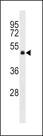 GNA13 Antibody (aa184-212)