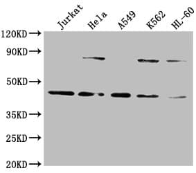 LMX1A Antibody