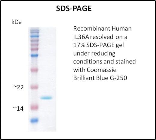 Human IL36A Protein (Recombinant)