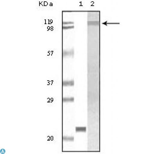 TYK2 Antibody