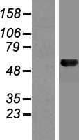 MON1B Protein (Over-Expression Lysate Myc-DDK (Flag))