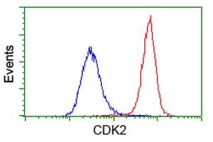 CDK2 Antibody (clone OTI2A5)