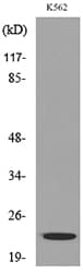 LIF Antibody