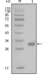 Monoclonal Mouse anti-Human F2R / Thrombin Receptor / PAR1 Antibody (clone 6A7H10, WB)