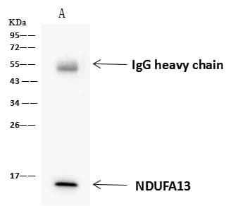 NDUFA13 / GRIM19 Antibody
