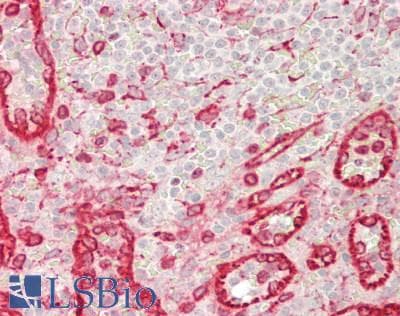 IHC-plus™ TCP1 Antibody