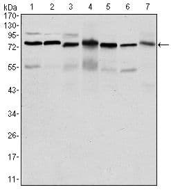 PSIP1 / LEDGF Antibody (clone 60000)