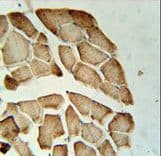 LDHD / Lactate Dehydrogenase D Antibody (aa35-62)