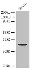 ELK1 Antibody