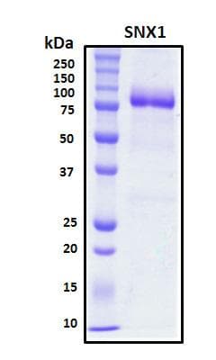 Human SNX1 Protein (Recombinant His, N-Terminal)
