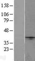 NXPH1 Protein (Over-Expression Lysate Myc-DDK (Flag))
