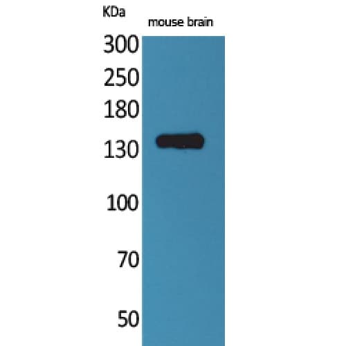 CNTN1 / gp135 / Contactin 1 Antibody (N-Terminal)