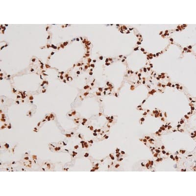 REL / C-Rel Antibody (phospho-Ser503)