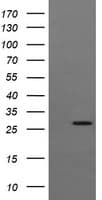 KLK8 / Kallikrein 8 Antibody (clone OTI6D5)