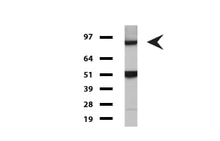 FOLH1 / PSMA Antibody (clone UMAB26, Carrier-free)