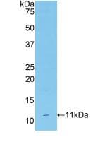CD3D Antibody (aa22-104)