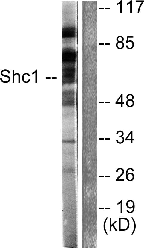 p66 / SHC Antibody (aa315-364)