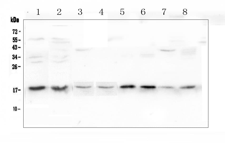 UBE2I / UBC9 Antibody