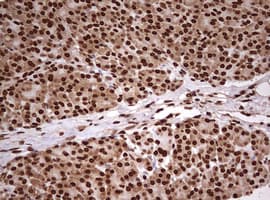 FBXW7 / FBW7 Antibody (aa1-354, clone OTI2G7)