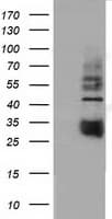 CD80 Antibody (clone OTI7H3)