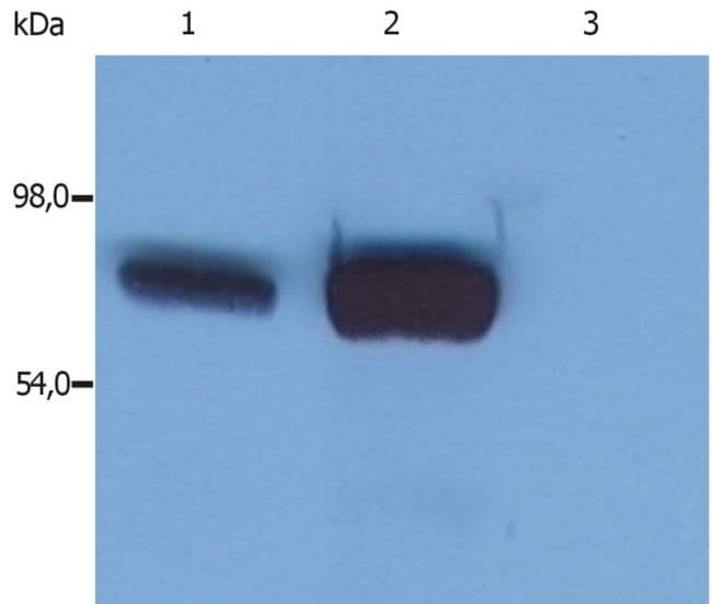 Monoclonal Mouse anti-Human LCP2 / SLP-76 Antibody (clone SLP-76/03, IHC, WB)