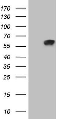 Zfp105 / ZNF35 Antibody (aa1-258, clone OTI1E3)