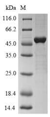 Rickettsia conorii ompA Protein (Recombinant 10His-SUMO, N-terminus + Myc, C-terminus)