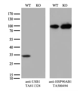 Monoclonal Mouse anti-Human USB1 Antibody (clone OTI1B1, WB)