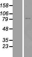ZNF334 Protein (Over-Expression Lysate Myc-DDK (Flag))