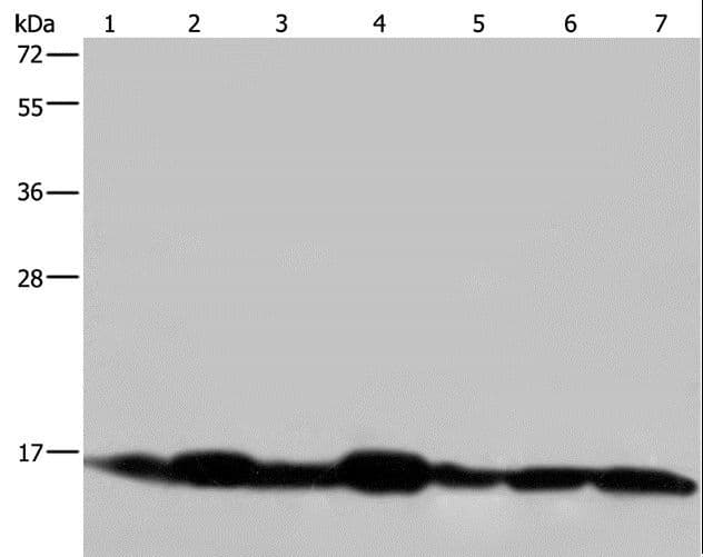 NDUFA13 / GRIM19 Antibody