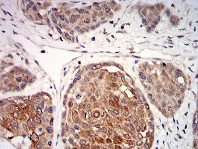 CPV-NS1 Antibody (clone 2B5B7)