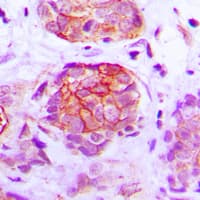 GPR160 Antibody (C-Terminus)