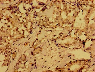 Polyclonal Rabbit anti-Human MLN / Motilin Antibody (IHC)