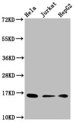 HIST1H3A Antibody
