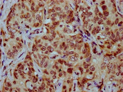 HIST1H4I Antibody
