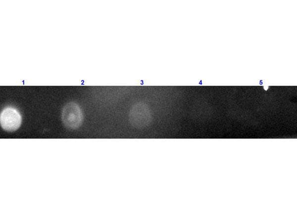 Polyclonal Rabbit Anti-Chicken IgY Secondary Antibody (TR, IF)