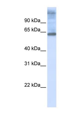C3orf17 / NET17 Antibody (C-Terminus)