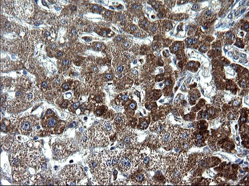 Monoclonal Mouse anti-Human HSCB Antibody (clone OTI3E1, IHC, WB)