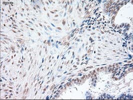 POU5F1 / OCT4 Antibody (clone OTI9B7)