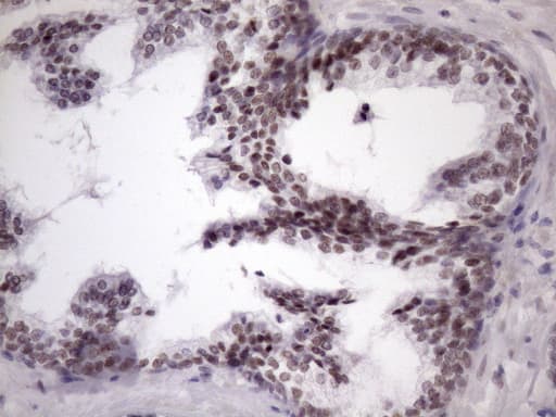 SRSF9 / SFRS9 Antibody (clone OTI5G7)