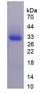 Human GPI Protein (Recombinant His-T7)
