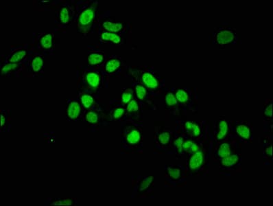 HIST1H3A Antibody