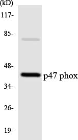 NCF1 / p47phox / p47 phox Antibody (aa317-366)