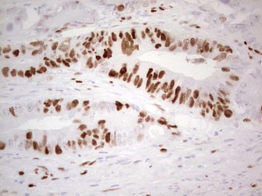 MCM2 Antibody (clone OTI1B1)