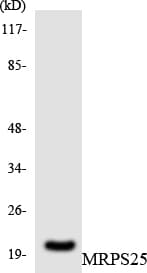 MRPS25 Antibody (aa119-168)