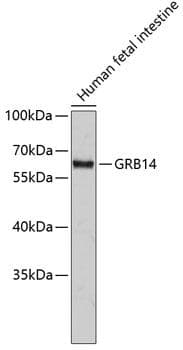 GRB14 Antibody