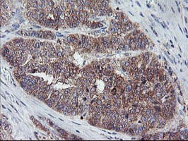 CRYZL1 Antibody (clone OTI2C3)