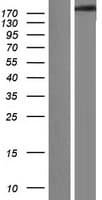 Human SCN4A / Nav1.4 Protein (Over-Expression Lysate Myc-DDK (Flag))