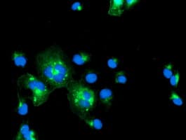 IRF6 Antibody (clone OTI1D4)